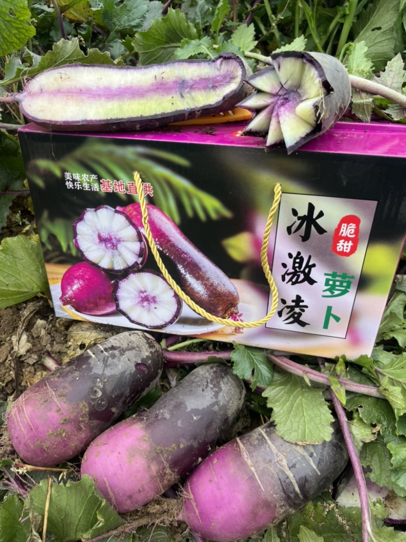 冰激凌萝卜冰淇淋萝卜大量有货产地货源