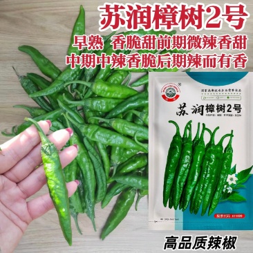 苏润樟树2号辣椒种籽辣椒种子正宗湖南清香农家小辣椒