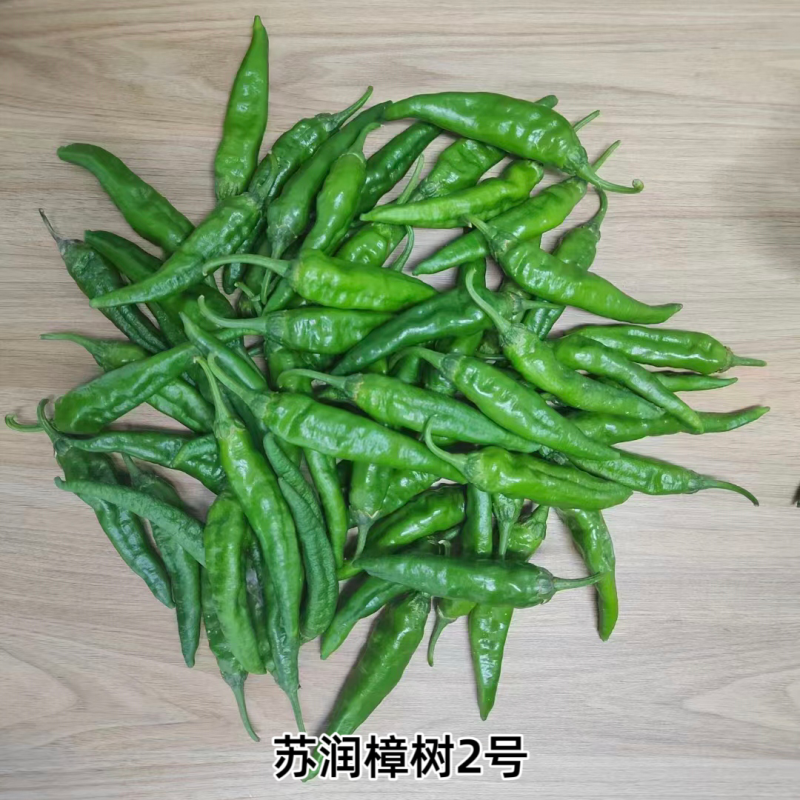 苏润樟树2号辣椒种籽辣椒种子正宗湖南清香农家小辣椒