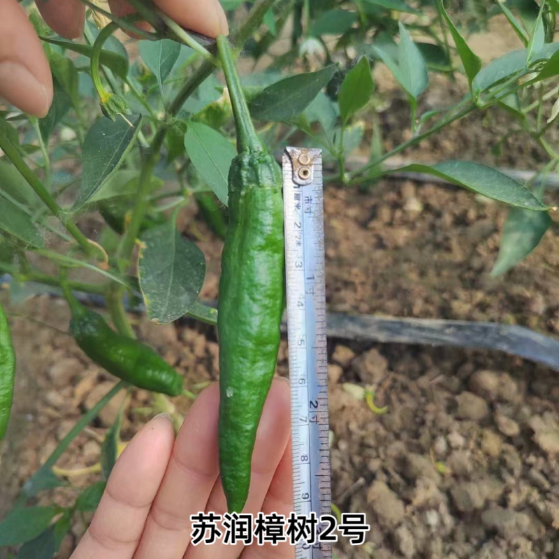 苏润樟树2号辣椒种籽辣椒种子正宗湖南清香农家小辣椒