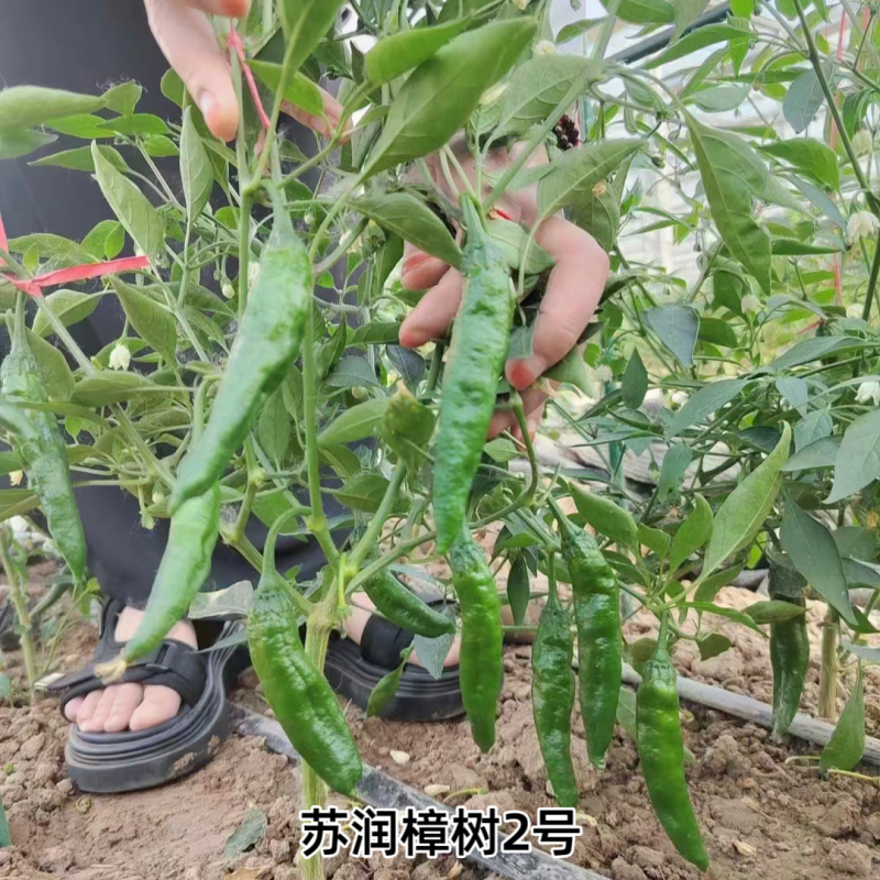 苏润樟树2号辣椒种籽辣椒种子正宗湖南清香农家小辣椒