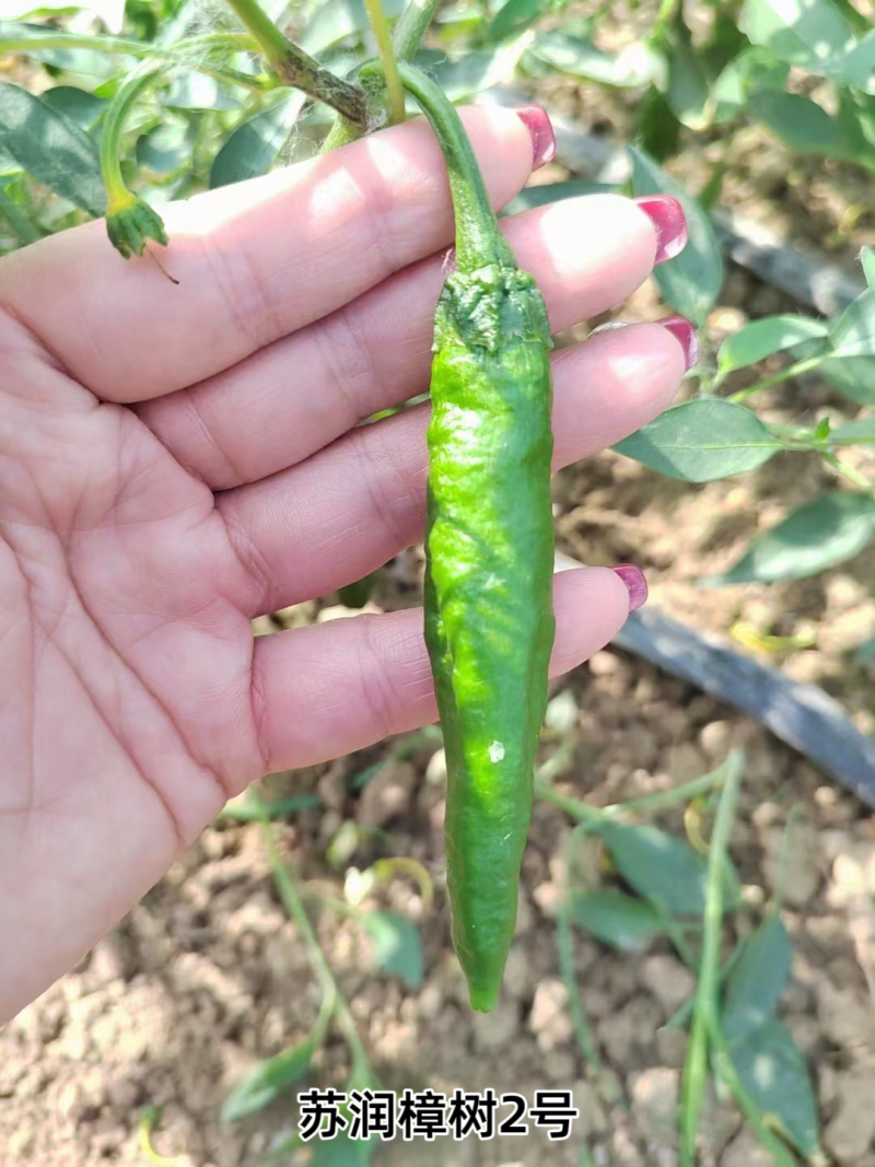 苏润樟树2号辣椒种籽辣椒种子正宗湖南清香农家小辣椒