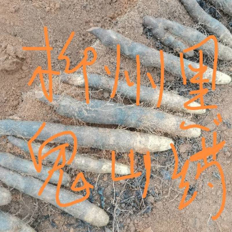 柳州黑鬼山药个个饱满，需要的老板可以下单联系我吧