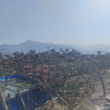 沂蒙山楂