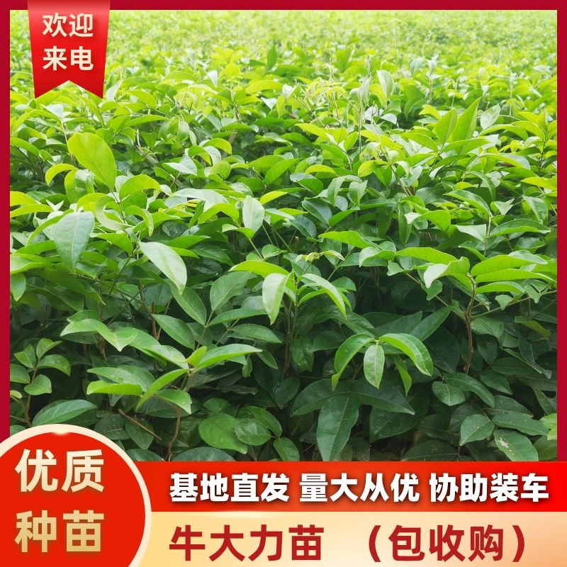 新品种牛大力，产地直发，当年结薯，品种保证，包收购