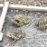 面相广州周围城市供货，寻求饭店合作，成年活体蟾蜍！