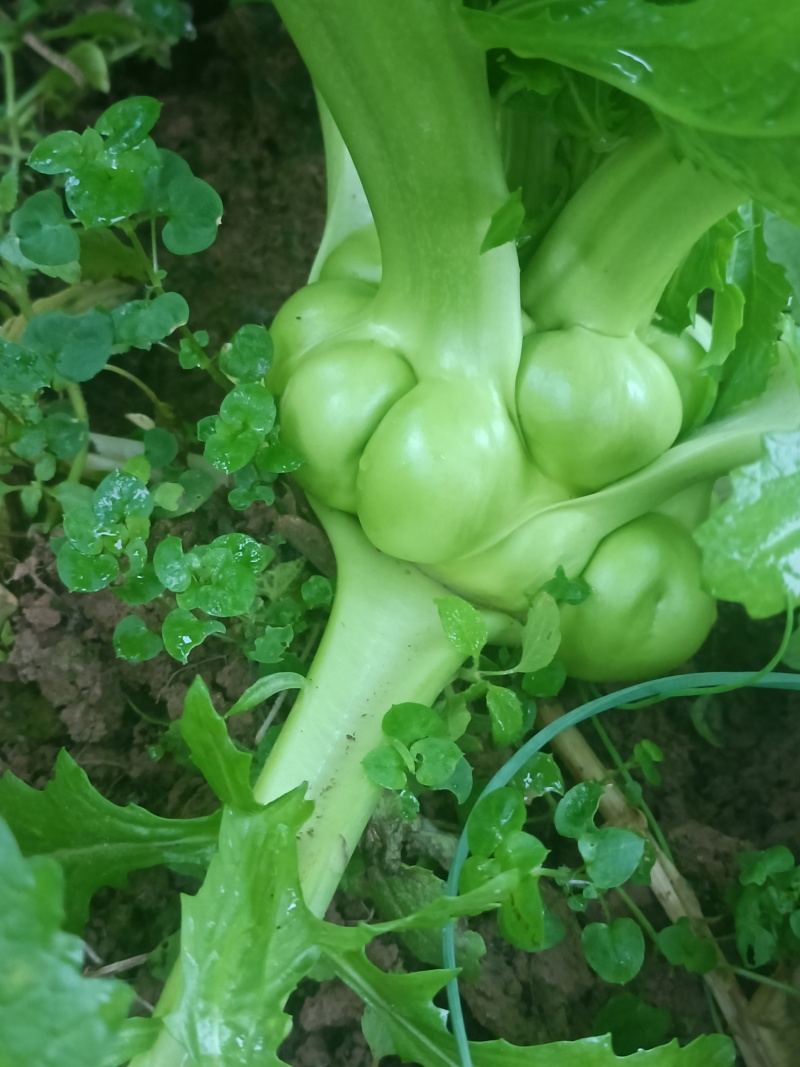 榨菜