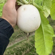 圆萝卜