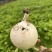 圆萝卜