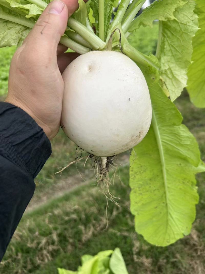 圆萝卜