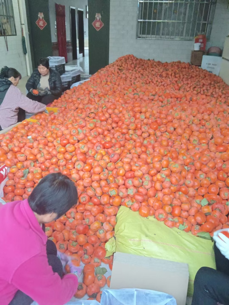 水果甜柿子脆甜阳丰树上成熟脆甜不涩口