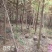 4公分池杉大量供应