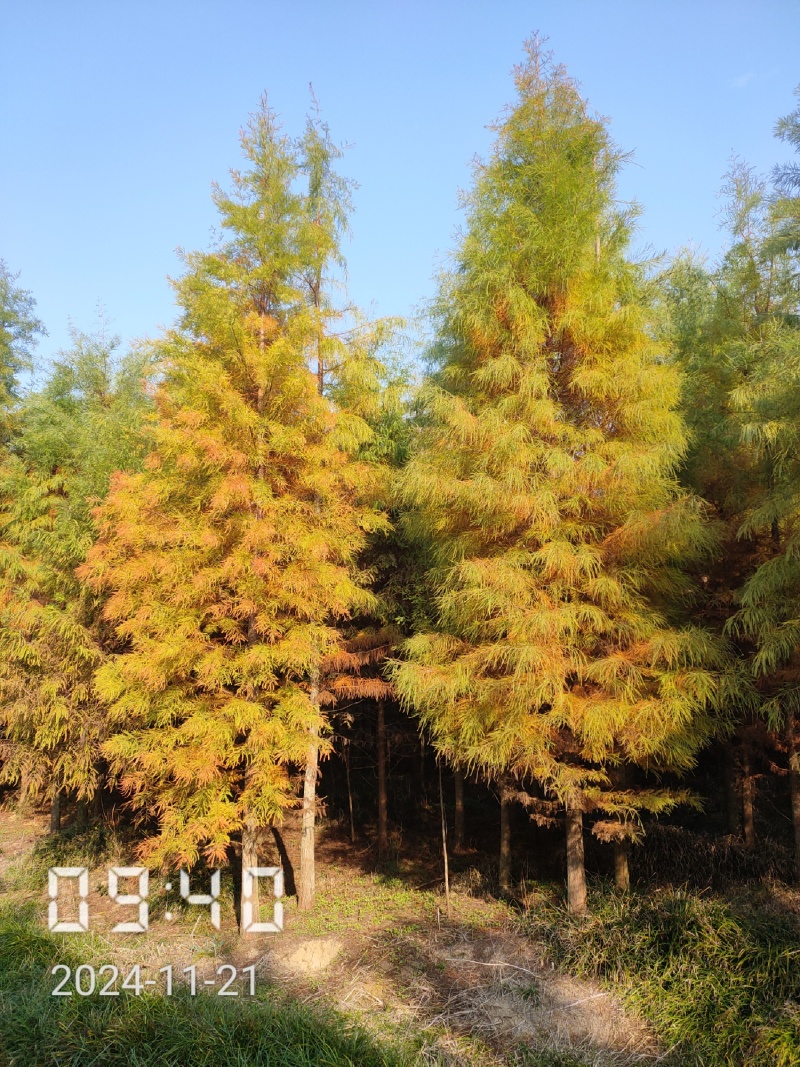 4公分池杉大量供应