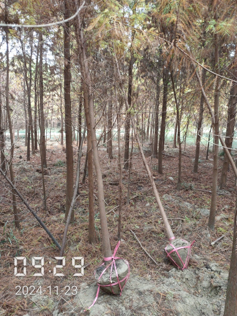 4公分池杉大量供应