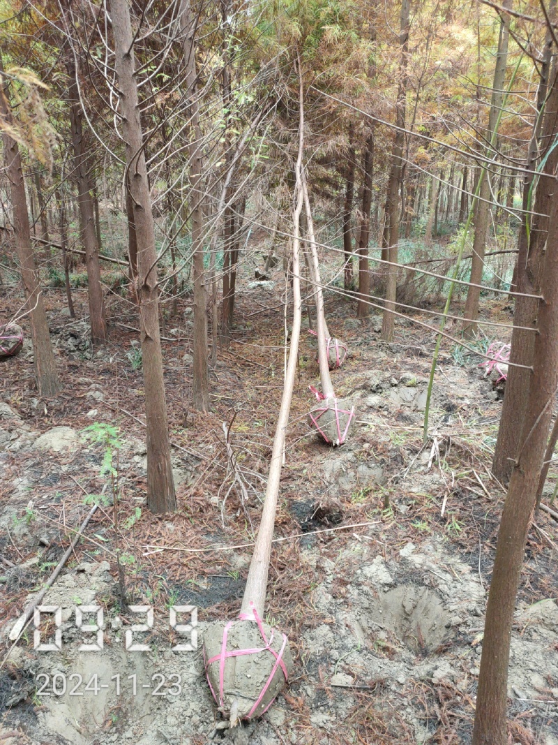 4公分池杉大量供应