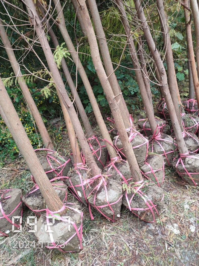 4公分池杉大量供应