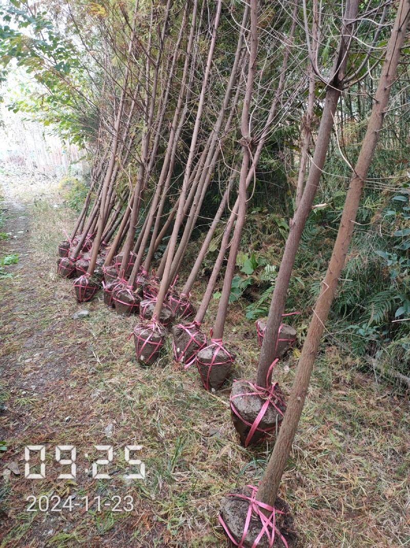 4公分池杉大量供应