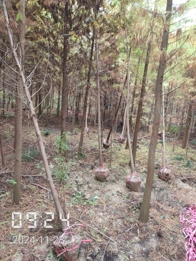 4公分池杉大量供应