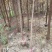 4公分池杉大量供应