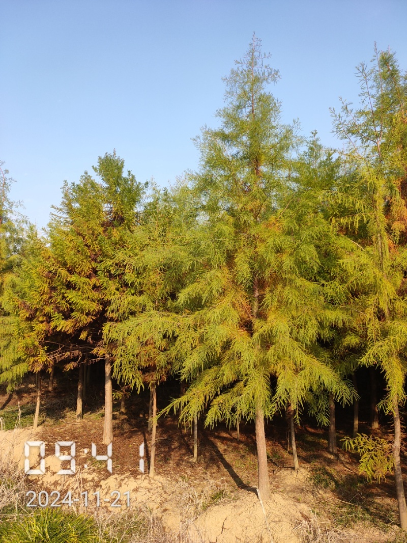 4公分池杉大量供应