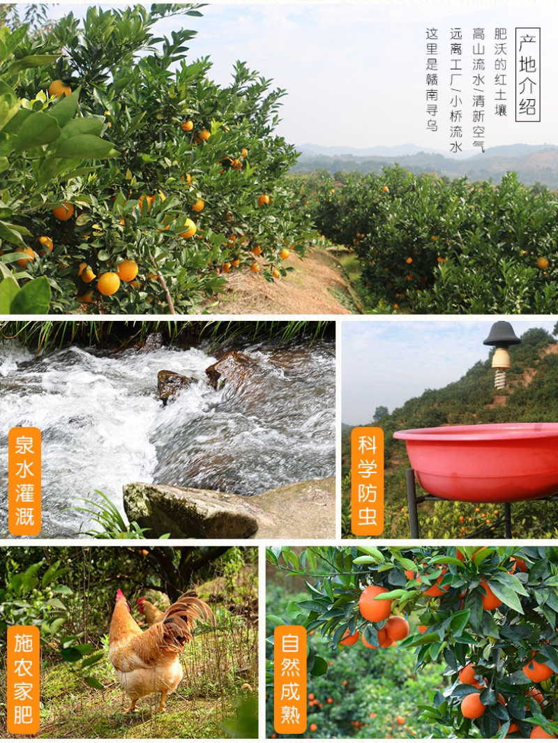 脐橙一件代发实力供应规格齐全对接各大电商平台社区