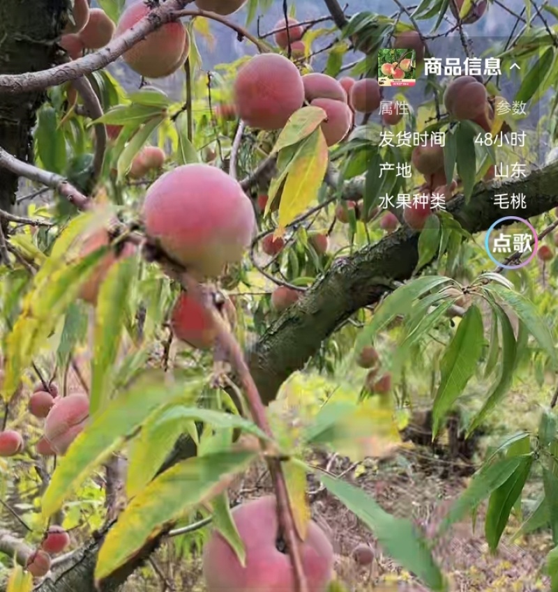冬桃，红桃，小冬桃