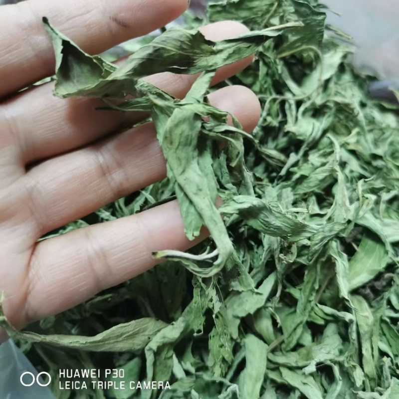 茶叶级甜叶菊纯绿