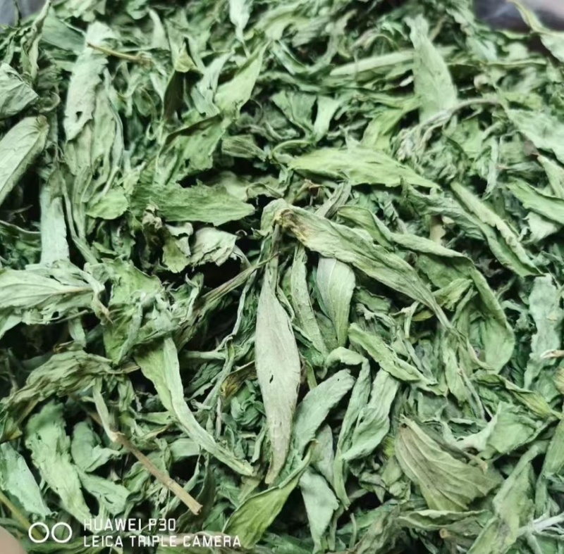 茶叶级甜叶菊纯绿