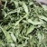 茶叶级甜叶菊纯绿
