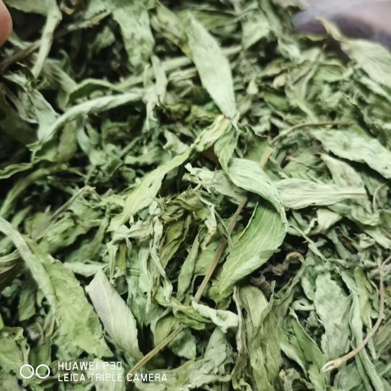 茶叶级甜叶菊纯绿