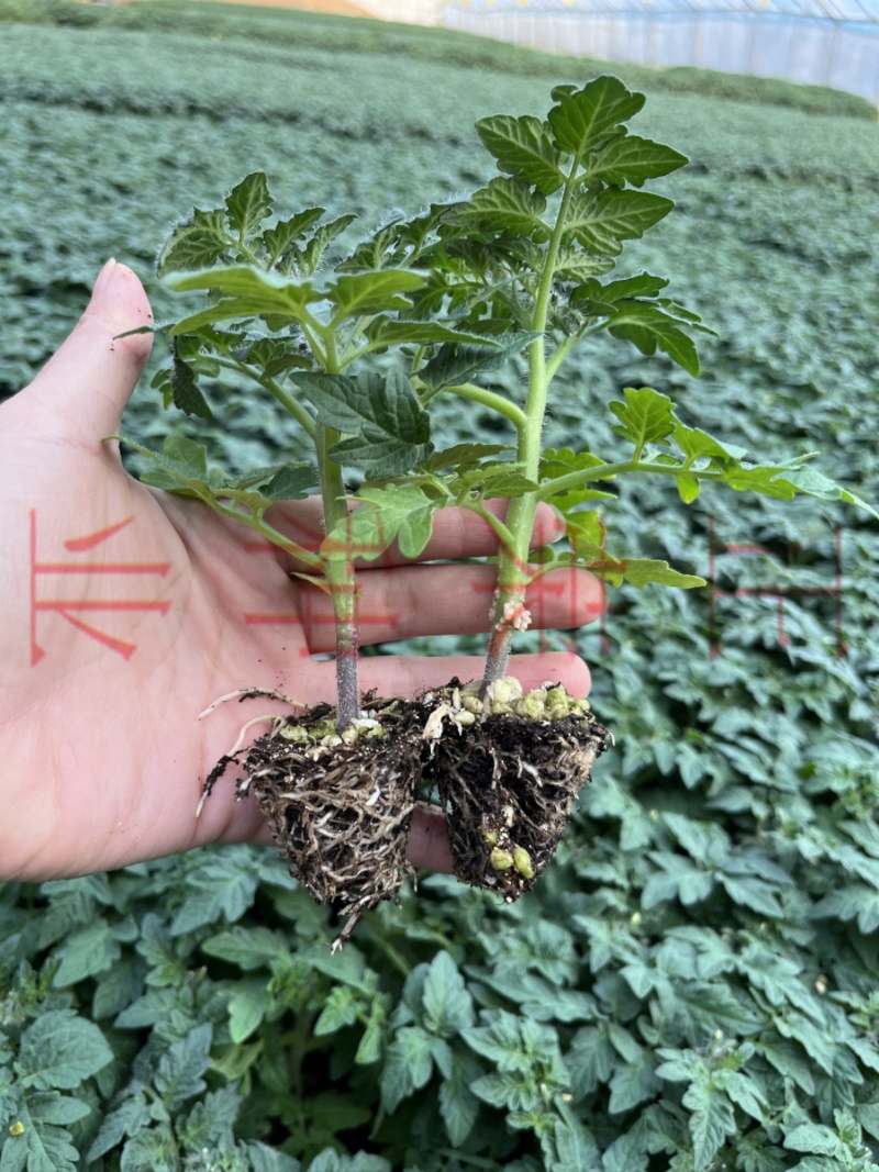 盆栽矮生小番茄苗红色黄色黑色多种颜色阳台盆栽圣女果苗