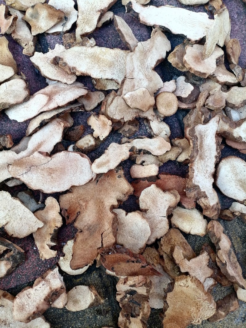 自产加工本地土茯苓干片，粉质，白肉无硫