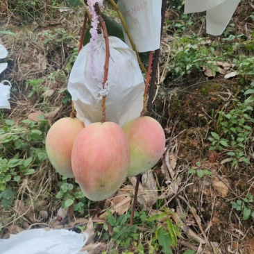 《凯特芒》攀枝花原产地发货代收代发全国各地品质供货