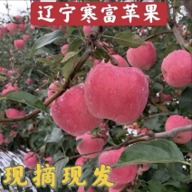 辽宁东北寒富苹果当季红富士正宗冰糖新鲜水果脆甜整箱批发