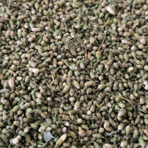 槐米中药材批发槐米质量保证量大从优