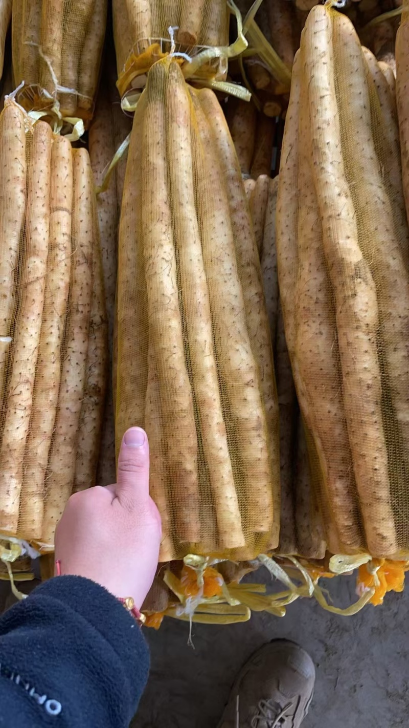 精品小白嘴白山药水洗网袋货箱货产地直发按需包装量大优惠