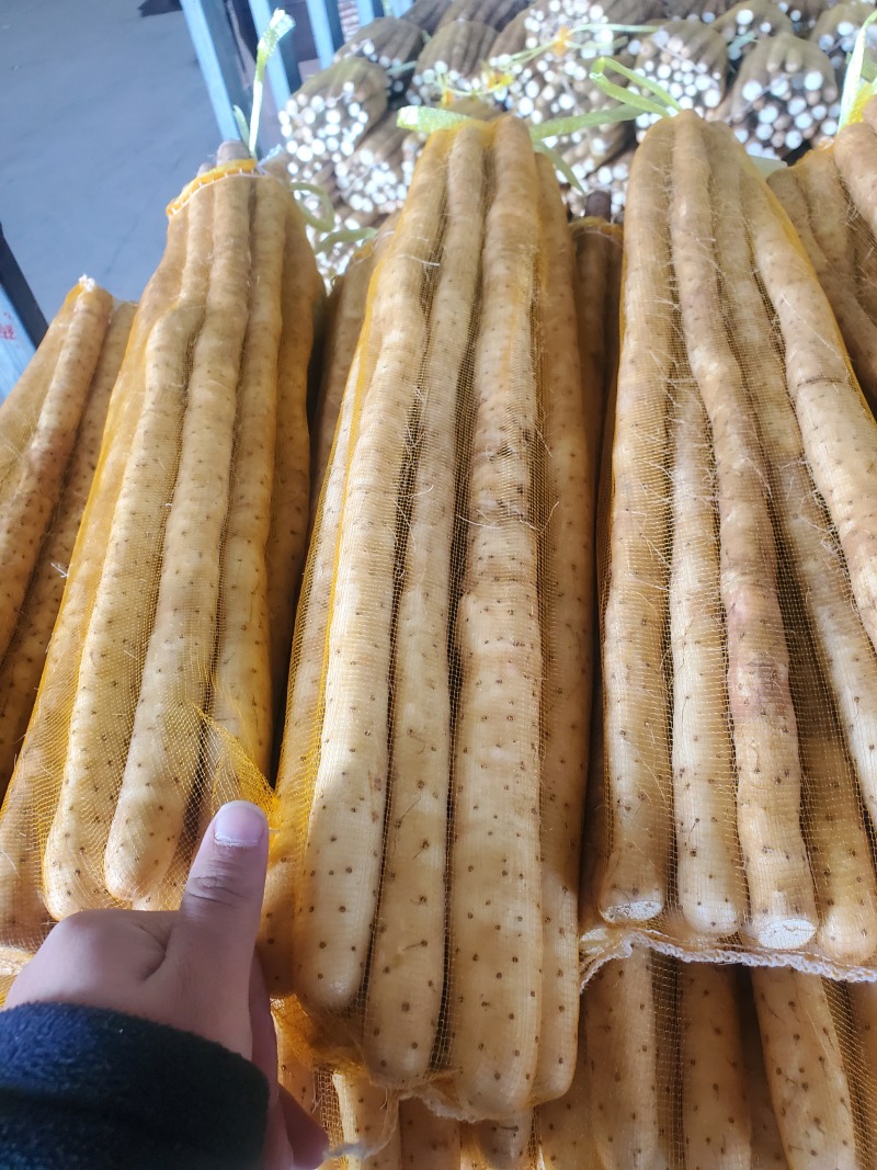精品小白嘴白山药水洗网袋货箱货产地直发按需包装量大优惠