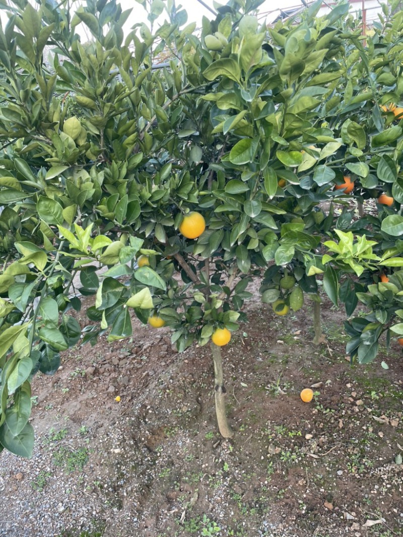 南阳橙子树，橙子树，河南橙子树