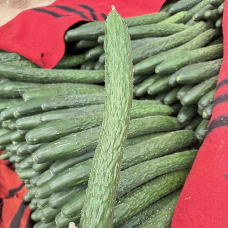 广东湛江靓丽青瓜，可产地看货，可视频看货