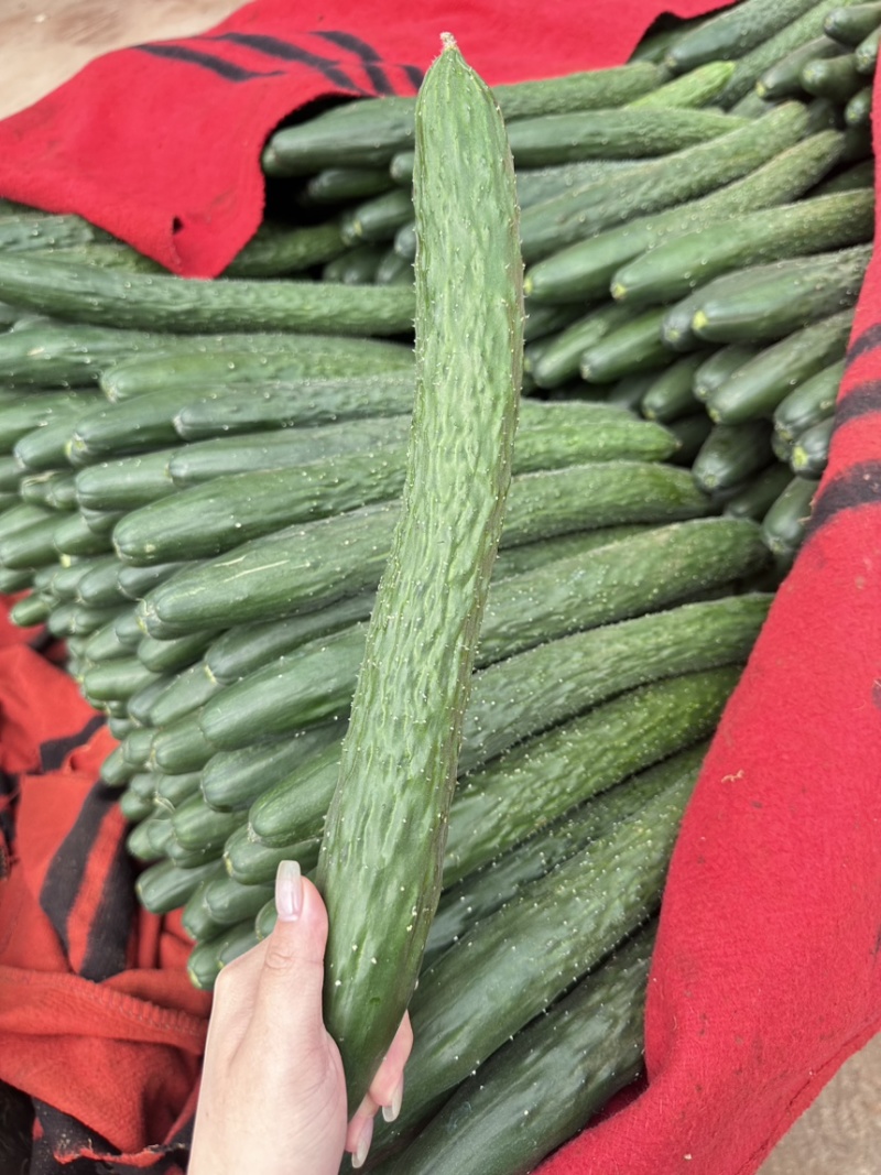 广东湛江靓丽青瓜，可产地看货，可视频看货