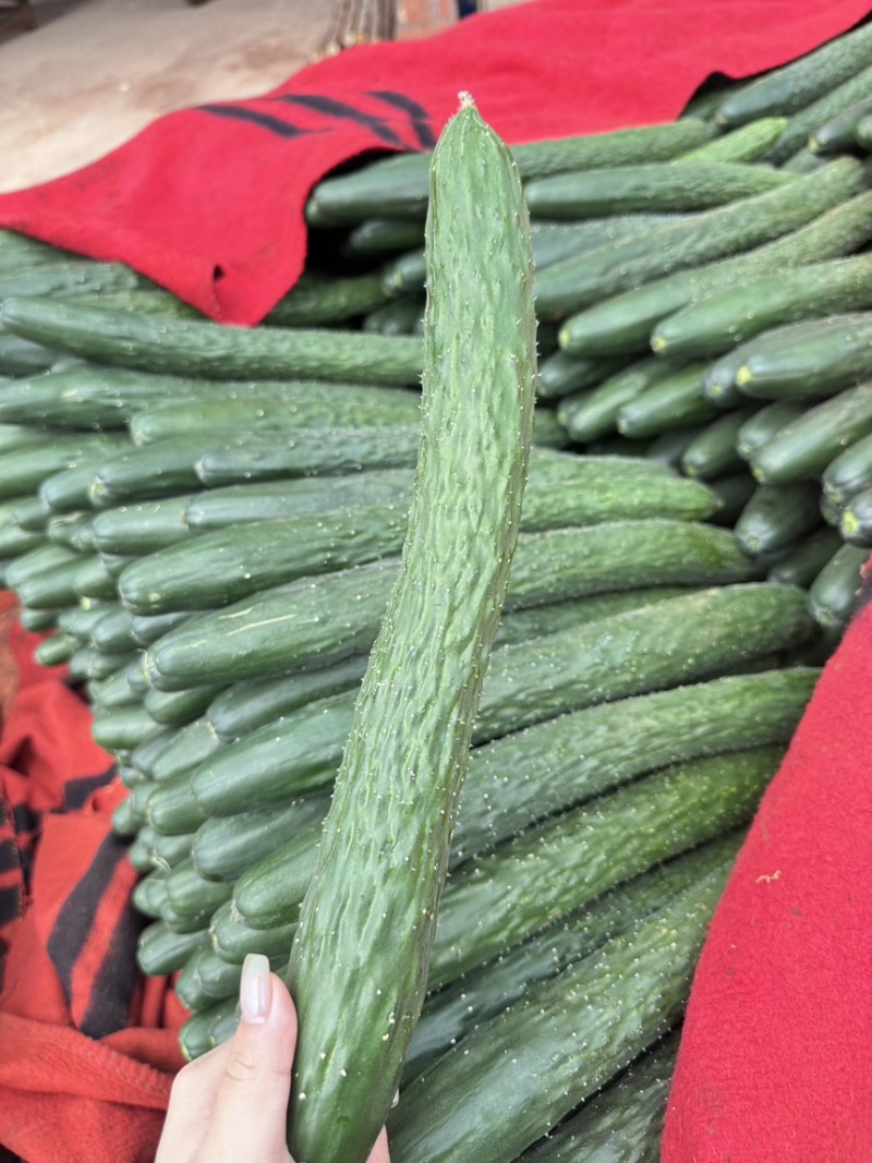 广东湛江靓丽青瓜，可产地看货，可视频看货