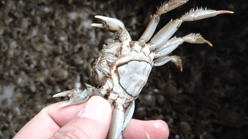 小蟹苗，好养成活成活率高。大量供应基地直发，量大