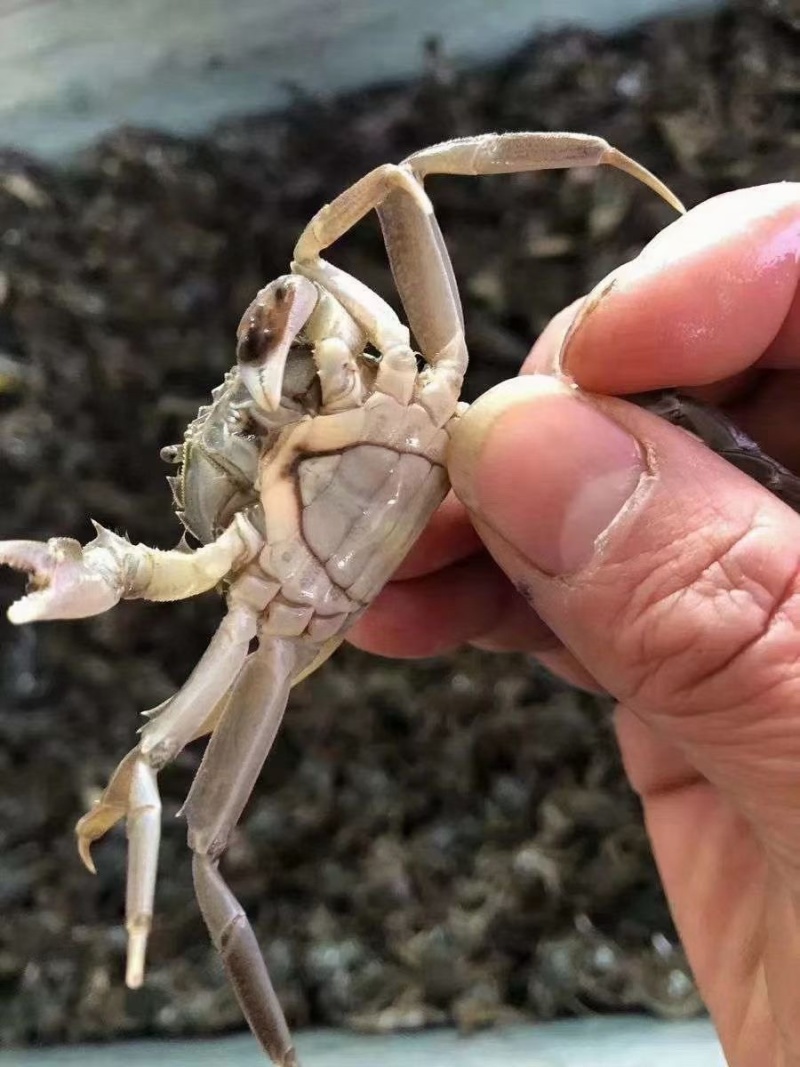 小蟹苗，好养成活成活率高。大量供应基地直发，量大