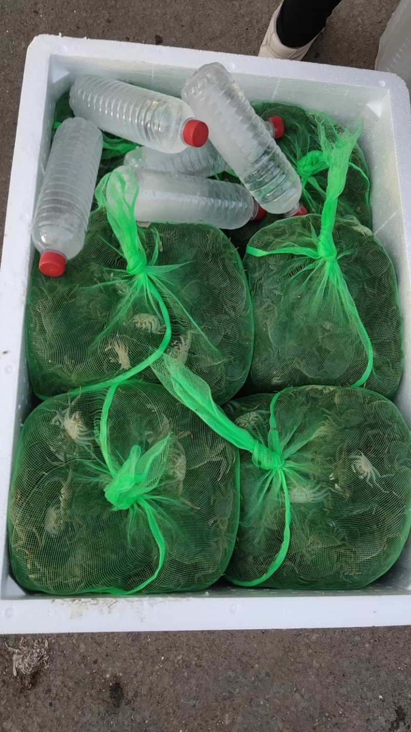 小蟹苗，好养成活成活率高。大量供应基地直发，量大
