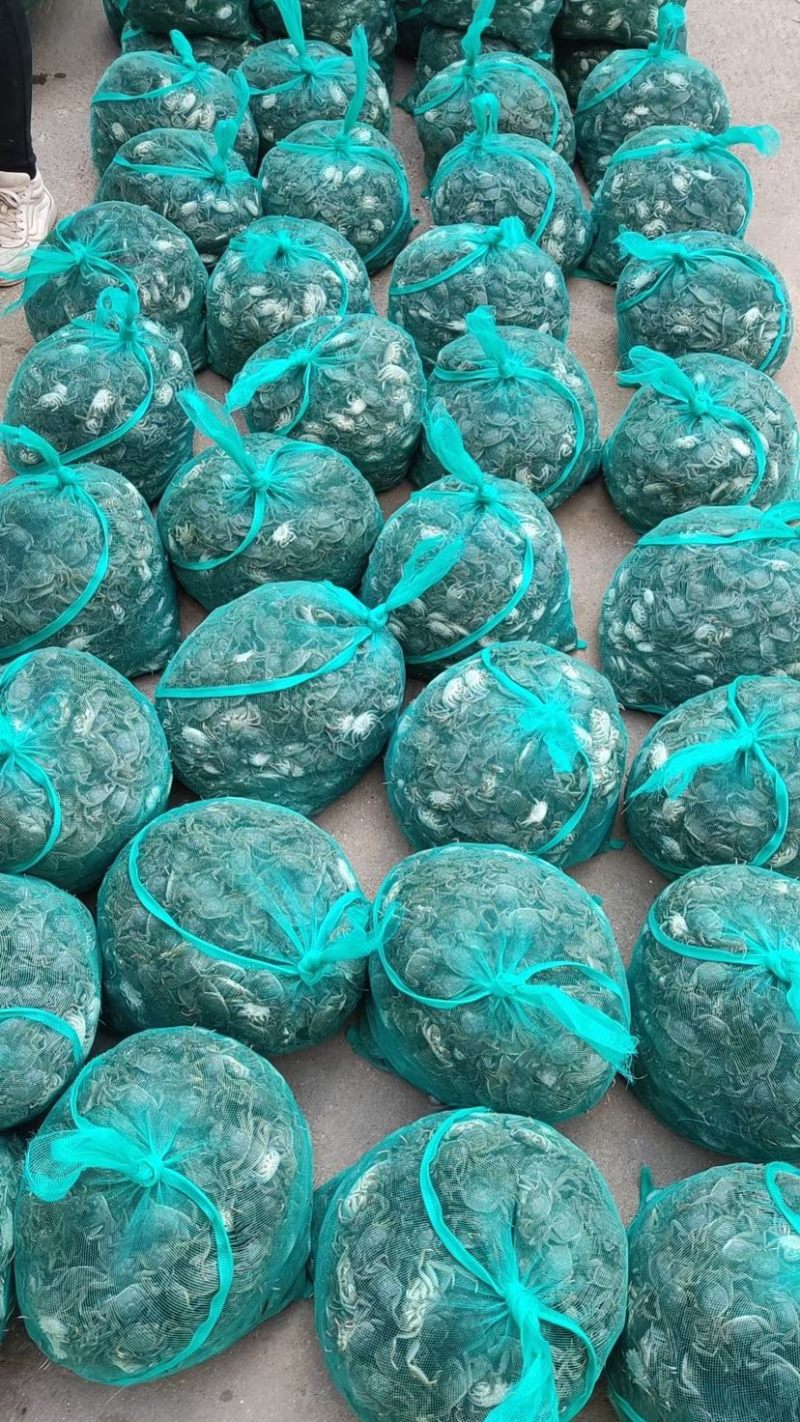 小蟹苗，好养成活成活率高。大量供应基地直发，量大