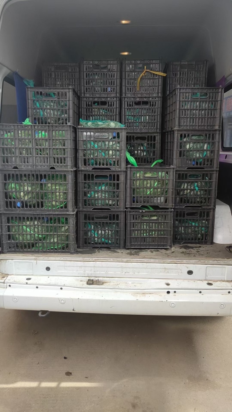 小蟹苗，好养成活成活率高。大量供应基地直发，量大