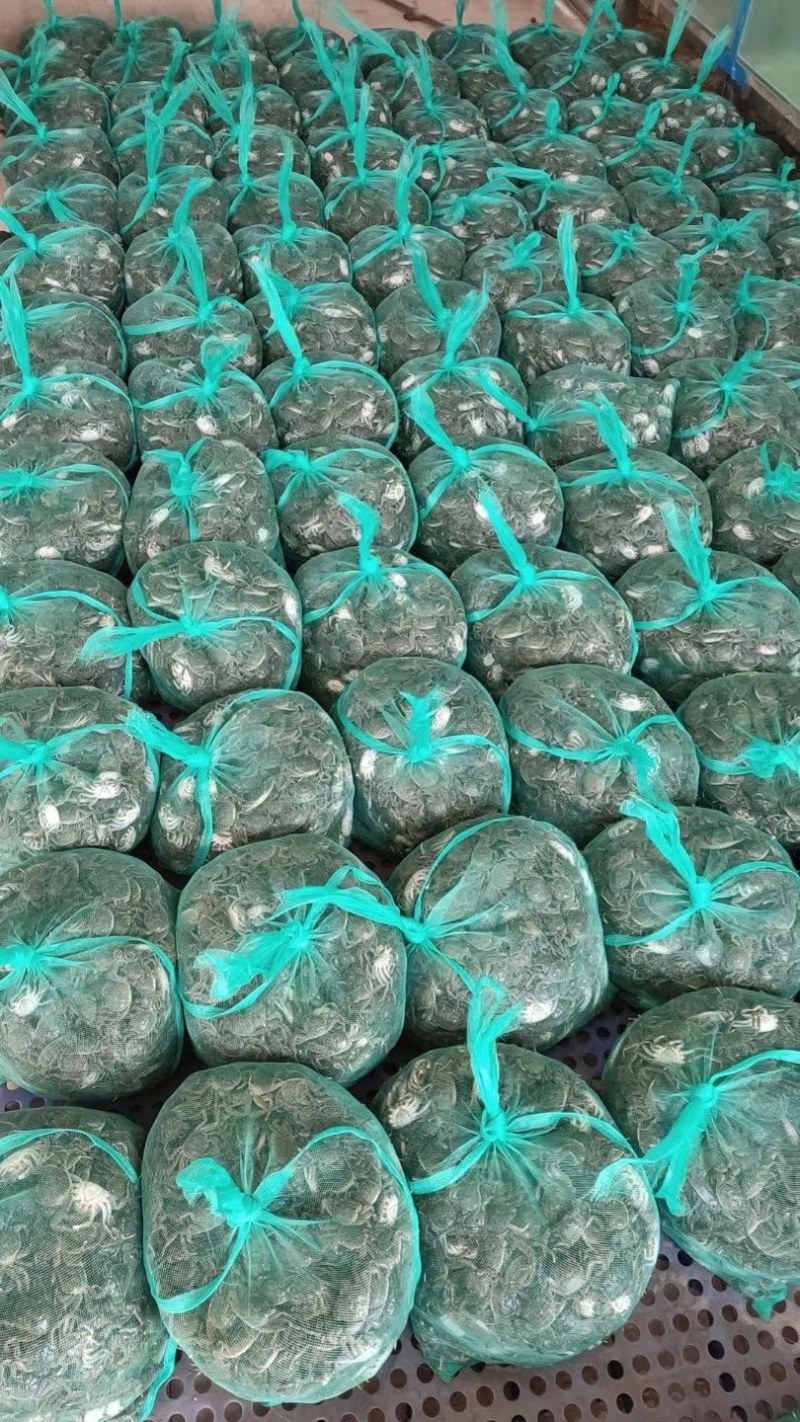 小蟹苗，好养成活成活率高。大量供应基地直发，量大