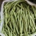 广西四季豆大量上市量大从优保质保量现摘现发对接
