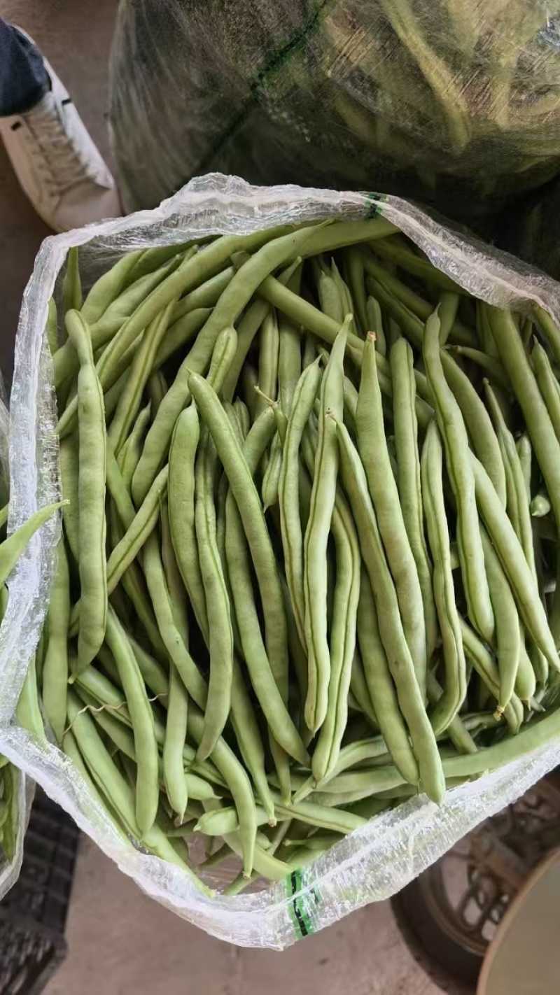 广西四季豆大量上市量大从优保质保量现摘现发对接