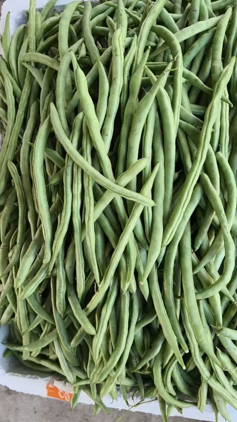 广西四季豆大量上市量大从优保质保量现摘现发对接